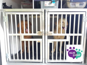 Majitelka otřesné množírny psů přišla k soudu až na čtvrtý pokus