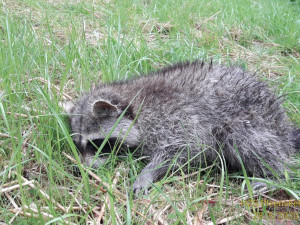 Zachráněný mýval není po nedobrovolném pobytu pod zemí v dobrém stavu