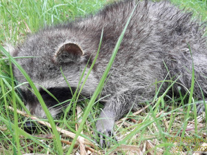 Zachráněný mýval není po nedobrovolném pobytu pod zemí v dobrém stavu
