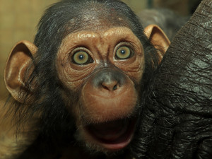 Šimpanzí celebrita Caila z Plzně se má čile k světu, dokonce už vyráží na průzkumy