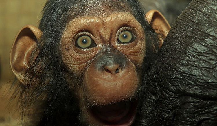 šimpanzí holka Caila