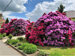 Rozkvetlé rododendrony se stávají turistickou atrakcí. Dejte pozor, až u nich budete brzdit!