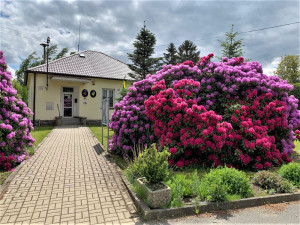 Rozkvetlé rododendrony se stávají turistickou atrakcí. Dejte pozor, až u nich budete brzdit!