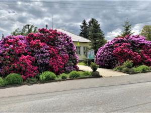 Rozkvetlé rododendrony se stávají turistickou atrakcí. Dejte pozor, až u nich budete brzdit!