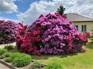 Rozkvetlé rododendrony se stávají turistickou atrakcí. Dejte pozor, až u nich budete brzdit!