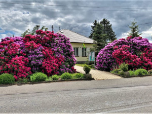 Rozkvetlé rododendrony se stávají turistickou atrakcí. Dejte pozor, až u nich budete brzdit!