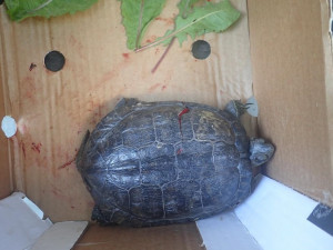 Zraněná želva skončila v péči zvířecích záchranářů