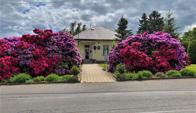 Rododendrony jsou obdivovanou dominantou obce Jarov