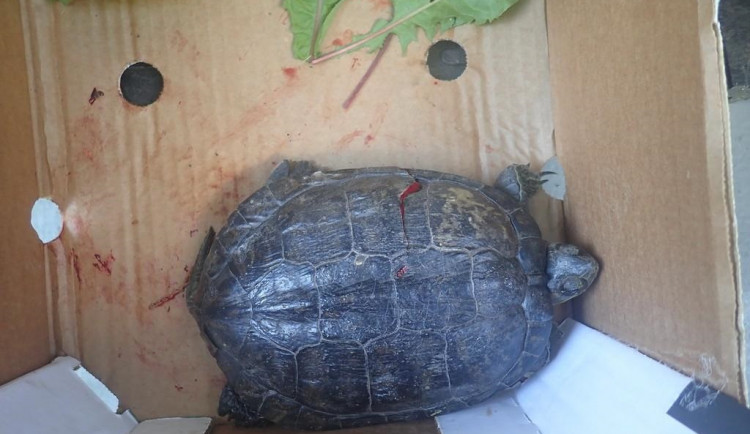 želva měla rozlomený krunýř