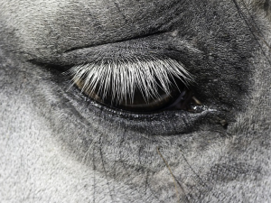 Pracovní úraz veterináře, kůň ho kopl do hlavy