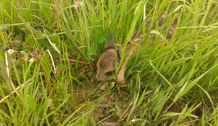 srnče ve vysoké trávě prakticky není vůbec vidět