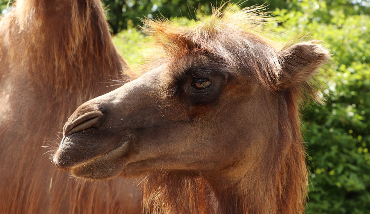 Velbloudice Sisi už prozkoumává výběh v plzeňské zoo, přicestovala sem ze Zooparku Na Hrádečku