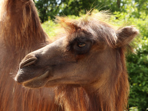 Velbloudice Sisi už prozkoumává výběh v plzeňské zoo, přicestovala sem ze Zooparku Na Hrádečku