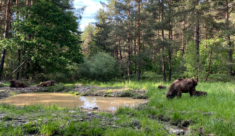 V nové rezervaci u Rokycan porodila samice zubra mládě