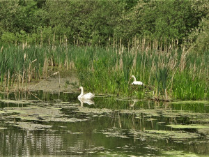 Labuťáka při obraně hnízda vážně zranil pes, záchranáři provedli bleskovou akci