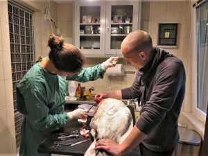 Oprace u veterináře