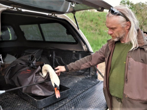 Po operaci se vrací labuťák zpět na hnízdo