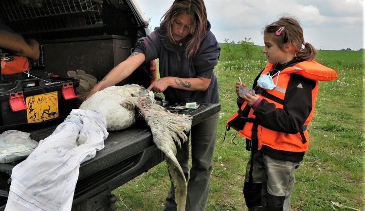Po prvním ošetření na místě se odchycený labuťák připravuje k transportu na veterinu
