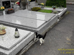 Zachráněná kočička těsně po vysvobození z hrobu