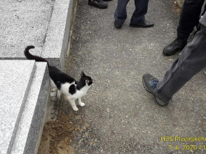 Zachráněná kočička těsně po vysvobození z hrobu