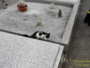 Zachráněná kočička těsně po vysvobození z hrobu