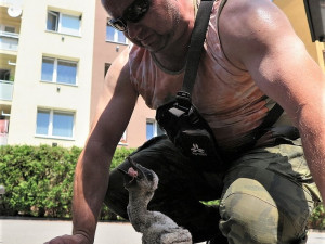 Pozorná svědkyně odhalila tragédii na komíně s čapí rodinkou a spustila záchrannou akci