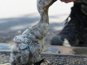 Pozorná svědkyně odhalila tragédii na komíně s čapí rodinkou a spustila záchrannou akci