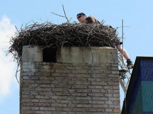 Pozorná svědkyně odhalila tragédii na komíně s čapí rodinkou a spustila záchrannou akci