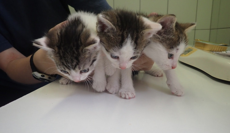 83552262_3373717572653129_6816206065677114727_o