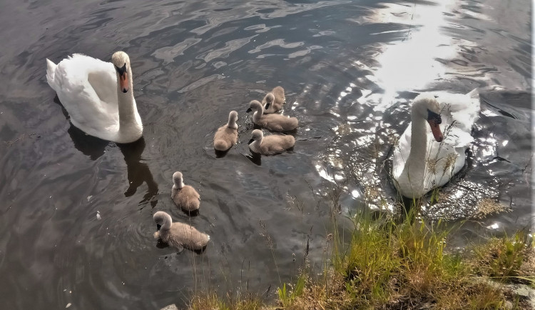 Zachráněný labutí samec s amputovaným křídlem už hrdě vodí svoje mláďata