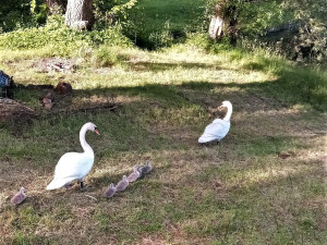 Zachráněný labutí samec s amputovaným křídlem už hrdě vodí svoje mláďata