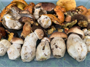 Náš dnešní úlovek patří k těm hubenějším, ale na začátek houbařské sezóny to není úplně špatné