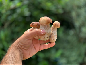 Drbna na houbách. Dobrá zpráva je, že rostou a určitě porostou ještě více