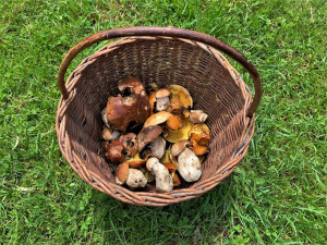 Drbna na houbách. Dobrá zpráva je, že rostou a určitě porostou ještě více