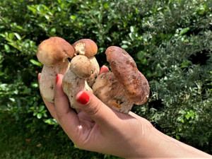 Drbna na houbách. Dobrá zpráva je, že rostou a určitě porostou ještě více