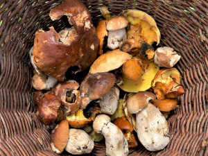 Drbna na houbách. Dobrá zpráva je, že rostou a určitě porostou ještě více