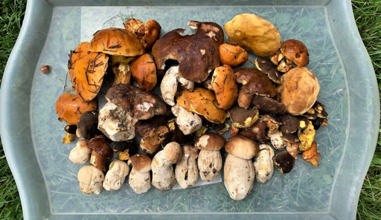 Drbna na houbách. Dobrá zpráva je, že rostou a určitě porostou ještě více