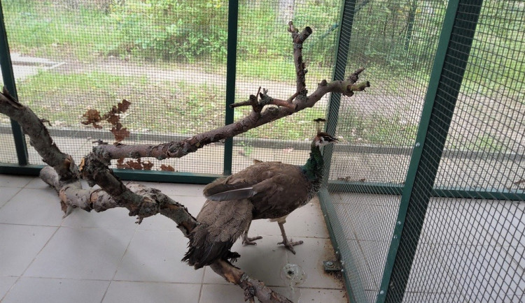 Pávice přijela na podvozku lokomotivy až z Českých Budějovic