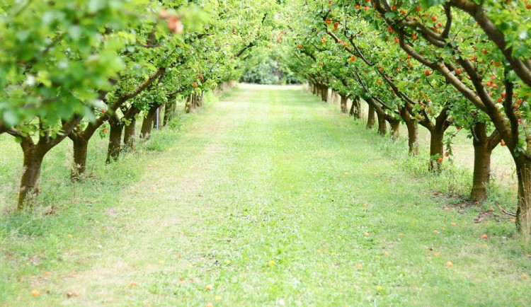 Jarní mrazy se podepsaly na úrodě ovoce, bude ho méně