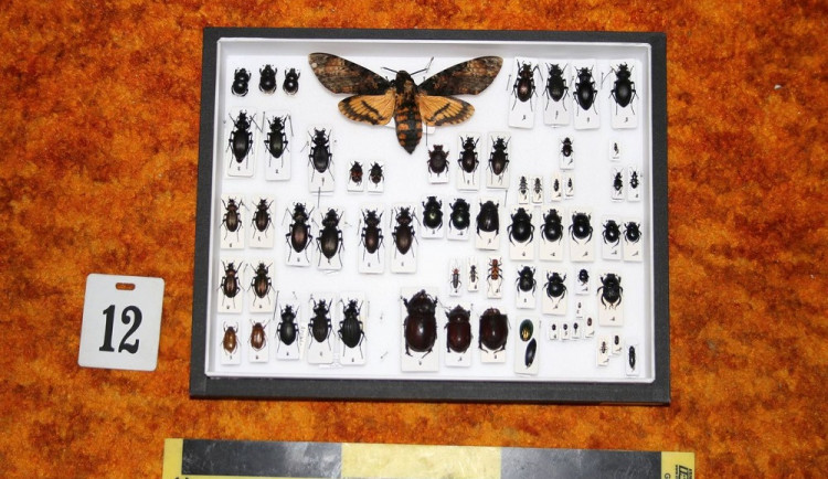 Za neoprávněně držené chráněné živočichy půjde muž za mříže