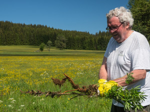 Správa NP Šumava se snaží rostlinu postupně likvidovat