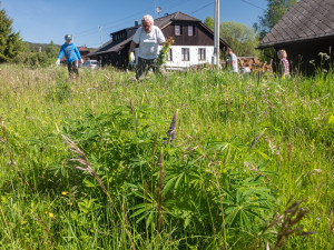S lupinou vyráží do boje i dobrovolníci,