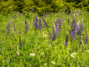 lupina mnoholistá neboli vlčí bob