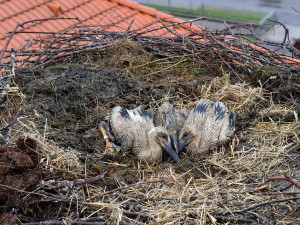 Z čapího hnízda neodtékala voda a hrozilo, že mláďata zahynou