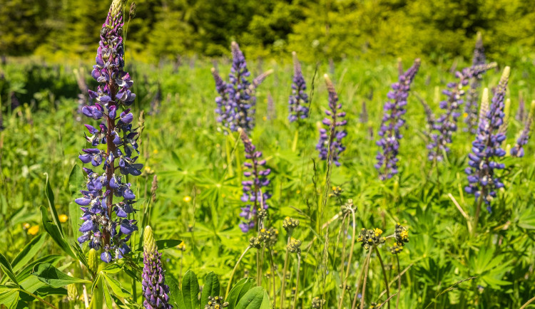 lupina mnoholistá neboli vlčí bob