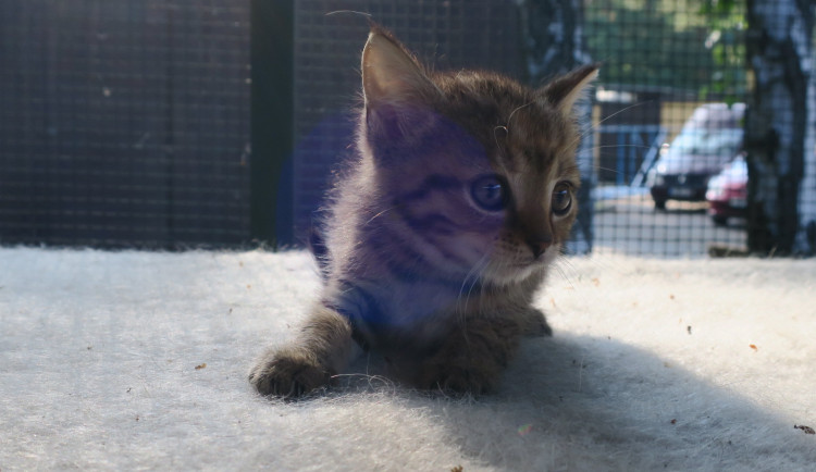 Jedno z opuštěných koťat