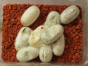 Vejce mamby úzkohlavé při líhnutí