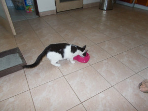 Na nový domov si okamžitě zvykla