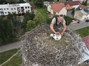Na hnízdech v Plzeňském kraji se letos mohlo vylíhnout kolem 120 čápů bílých
