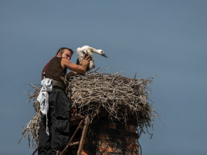 Na hnízdech v Plzeňském kraji se letos mohlo vylíhnout kolem 120 čápů bílých